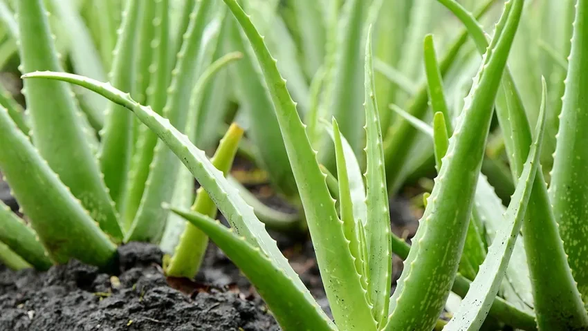 Aloe Vera ile Cildinize Doal Bakm Yapn |Kozmela.com